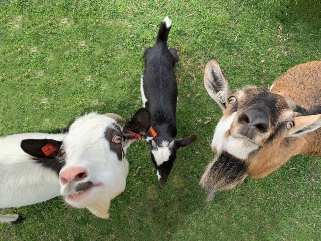 Three friendly goats looking up at the camera at World Ranch in Osaka