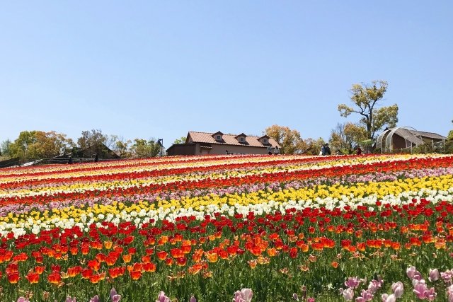 Colorful tulip field in full bloom at Harvest Hill in Osaka